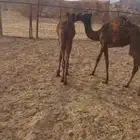 حشو للبيع العدد9 6قعدان 3بكار