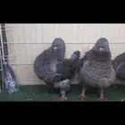 كنق..مودينا..بفرخه