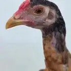 دجاج باكستاني