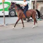 حصان واهو