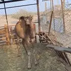 للبيع قعود ساحلي شحم ولحم الموقع رابغ