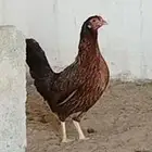 دجاجتين عربي فري اخوات