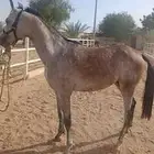 للبيع مهر واهو