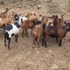 ماعز دفيع قرايب