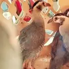 عقايب قهدي حجل