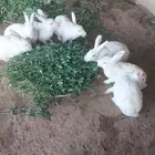 للبيع ارانب نوعيه فرنسيه نظيفه واحجامها طيبه