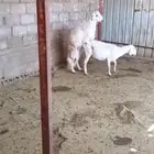 للبيع خروف ثني فحل طول وجرم وطرف يكشف شرط وهذا انتاجه معه