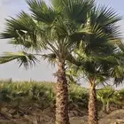 نخل واشنطني