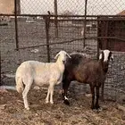 نعجتين وطلي. للبيع