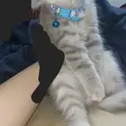 قطه فالباحه