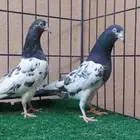 زوج تيدي بأنتاجه