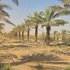 نخل واشنطني للبيع