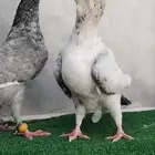 حمام مسود ازرق شامي