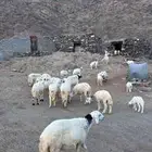 ضان حريات للبيع