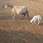 لفاف يتبعها فرير