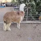 جذع نجدي أحمر فاخر