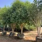 اشجار