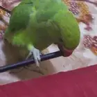 ببغاء الدرة(تم البيع)