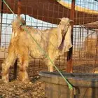تيس فاخر