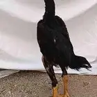 دجاج شاموا الماني هزاز