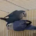 ازواج روز