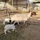 شاه رغوث نعيميه متاومه صنف جرم فاخر