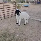 طلي نعيمي هرفي انتاج