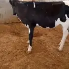 عجله هولنديه عمرها سنه 4 شهور