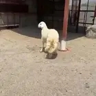 خروف حري كفو مبدا ولا ذبح