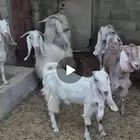 لبيع معز