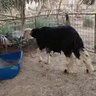 خروف نجدي طيب