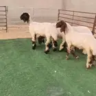 للبيع   جذعات نعيم مقاني طيبات