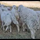 خروف ثني فل شحم