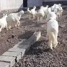 طليان حبص العدد20 الشحم فل العمر اربعه شهور الصحه شرط الموقع