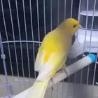 ذكر كناري ليموني تغريد ومنتج(تم البيع)