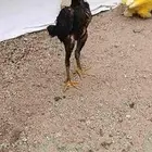 العبيد جاء الشامو الماني هزاز