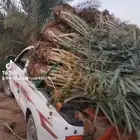 يوجد لي 23نخله منها 9نبوت سيف 13 اخلاص و1منيفي