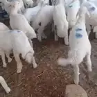 غنم نعيمي بلدي