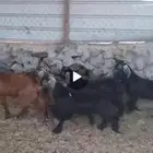 تيوس عواض