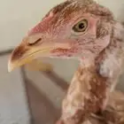 دجاج باكستاني
