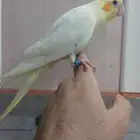 كروان لاتينو عيون حمر