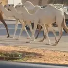 خفوت وضحاء والصفراء سنها رباع مولدات