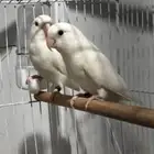 جوز روز البينو للبيع