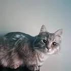 قطط للتبني