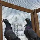 حمام باكستاني تيدي شينا