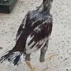 ديك باكستاني