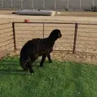 جذع عربي فاخر ظهر وطرف