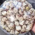 طيور الكميه محدوده عرض خاص