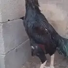 دجاج باكستاني