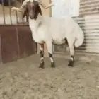 فحل نعيمي